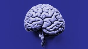 A Neuroplasticidade e o Poder do Aprendizado Contínuo